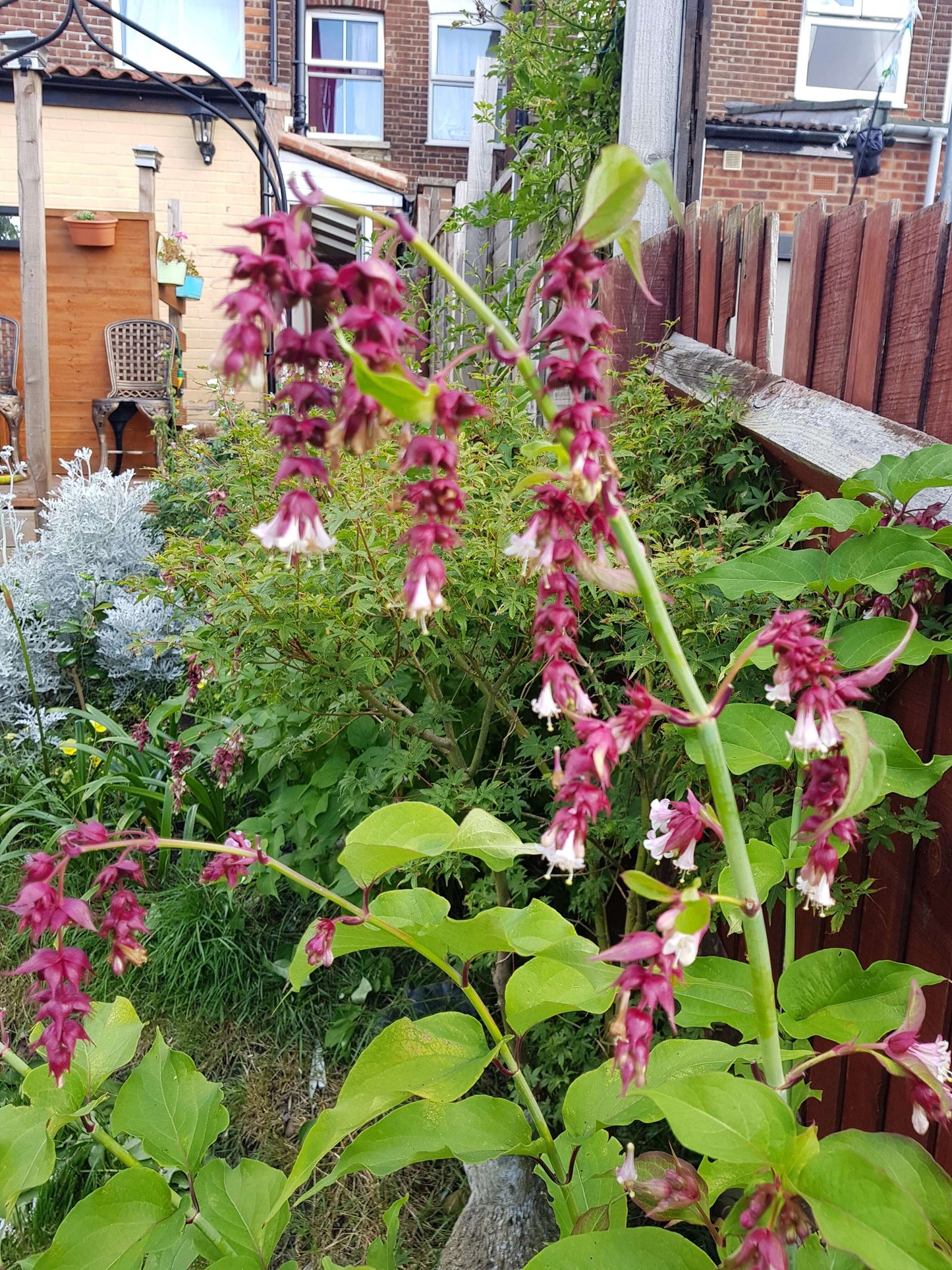 Himalayan Honeysuckle (Leycesteria formosa)