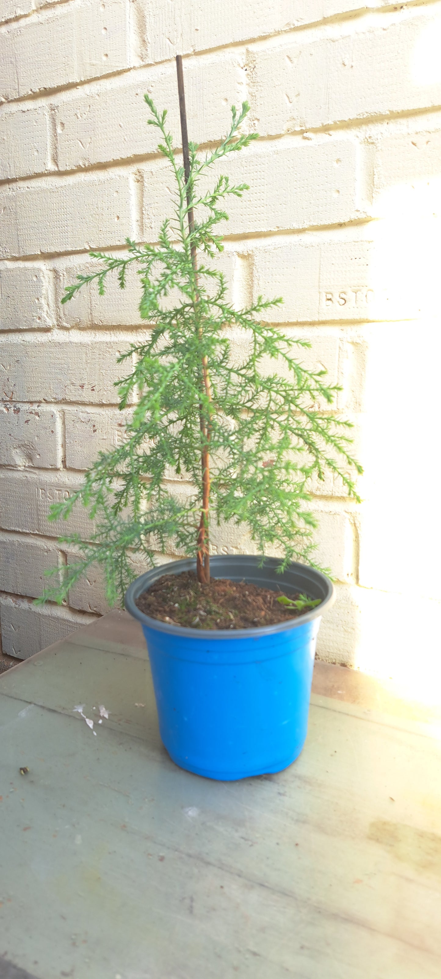Himalayan Cypress Sapling - Premium Evergreen Conifer