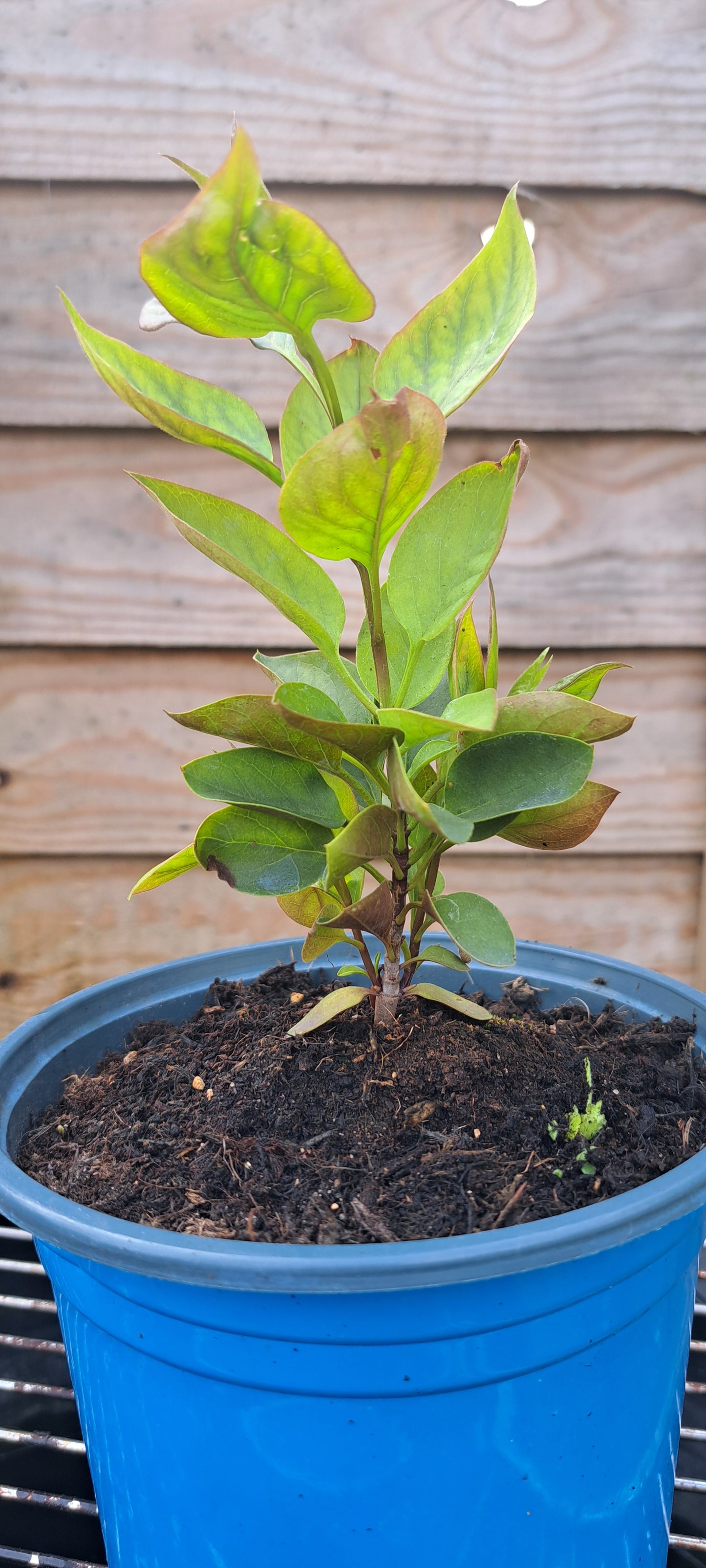 White Lilac (Syringa Vulgaris) - Fragrant Flowering Shrub