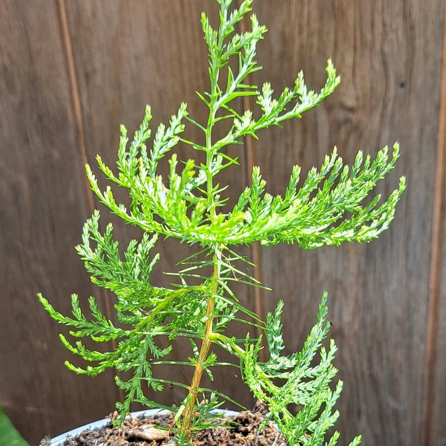 Thuja Oirentalis (Chinese Arborvitae)