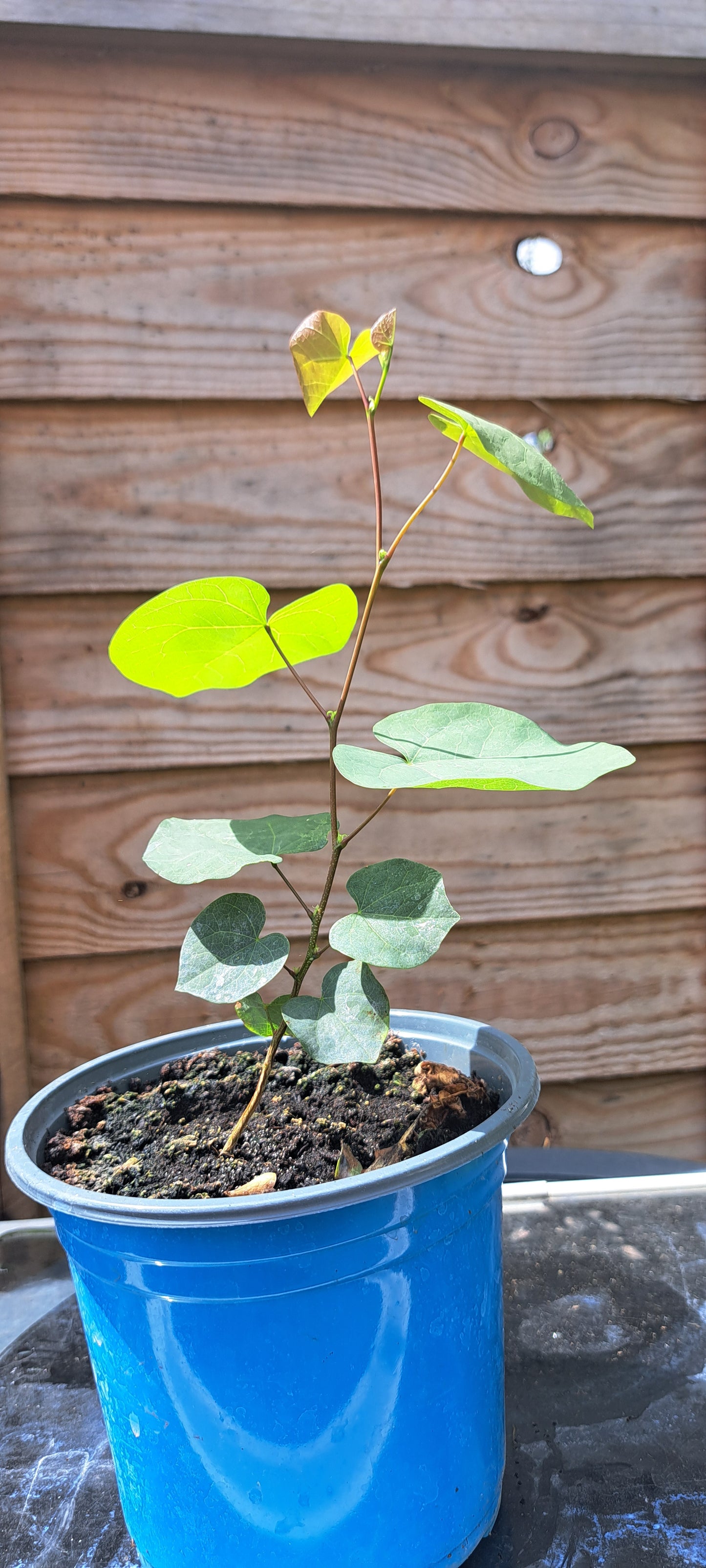 Judas Tree (Cercis siliquastrum)