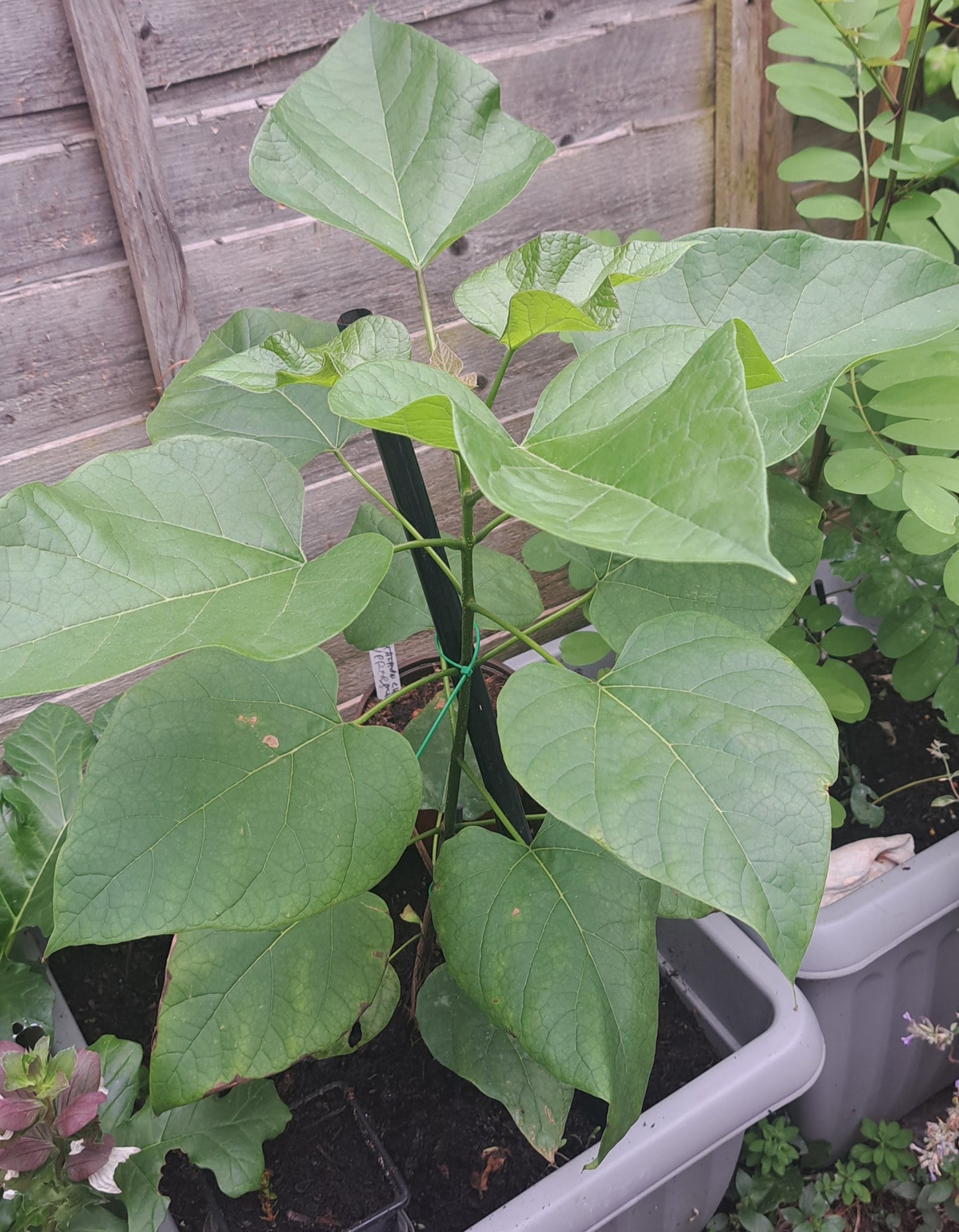 Lilac Tree Sapling - Hardy Ornamental Plant | Akplants
