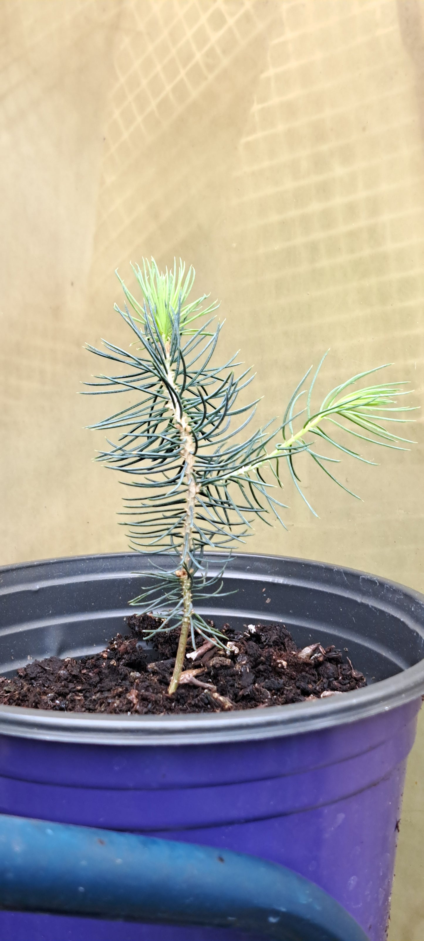 Colorado Blue Spruce