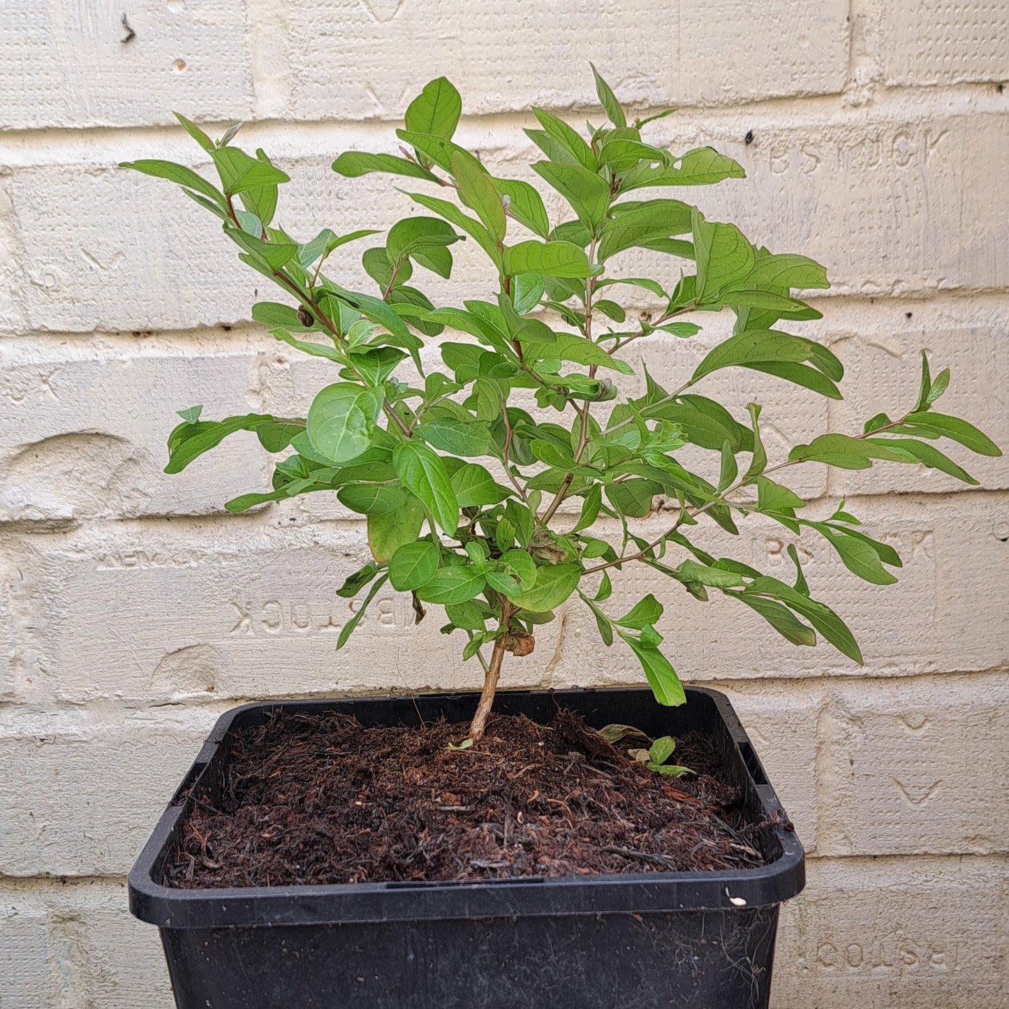 Crape Myrtle (Lagerstroemia) - Long-Flowering Summer Shrub | Akplants