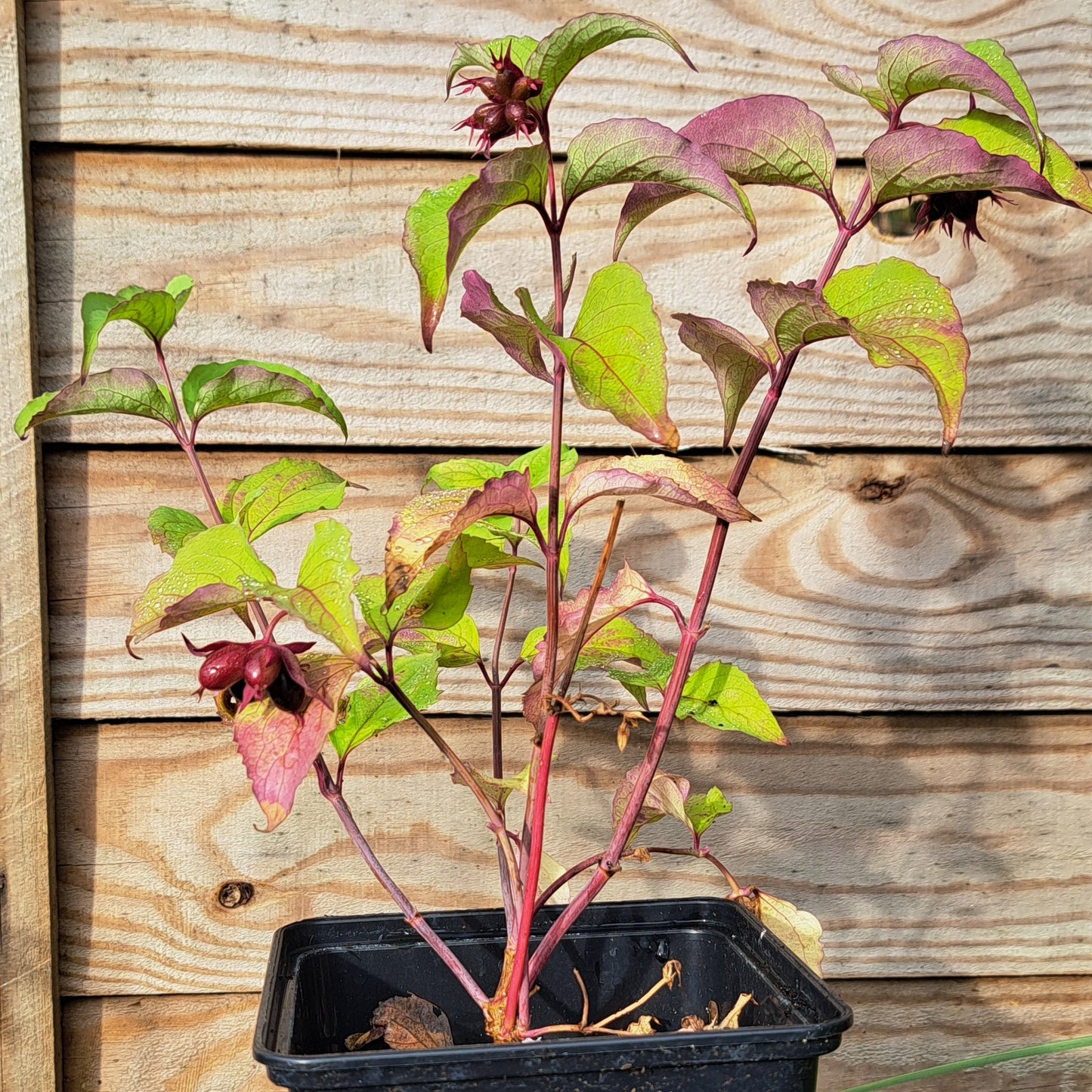 Himalayan Honeysuckle (Leycesteria formosa)