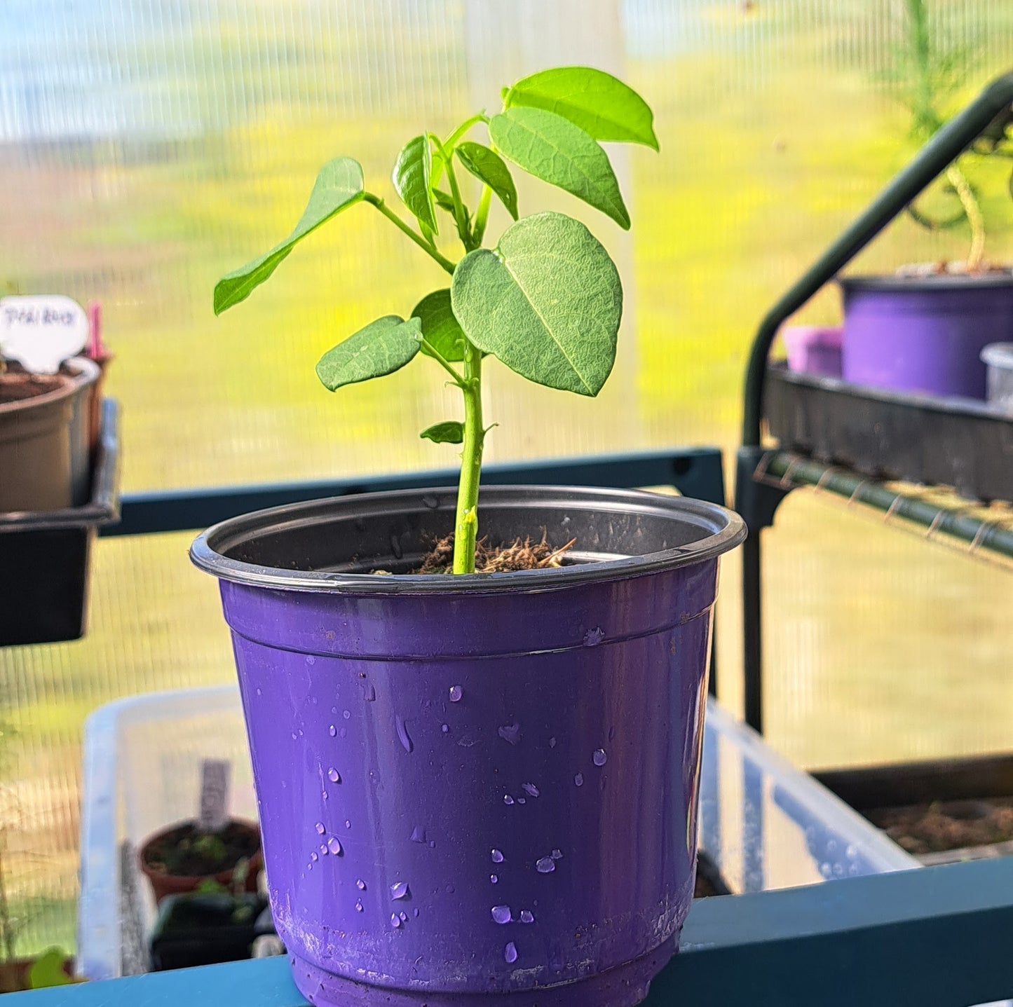 Indian Bean Tree – Catalpa bignonioides