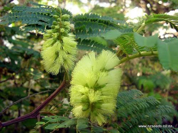 Close-up of green tree flowers with leaves in the background