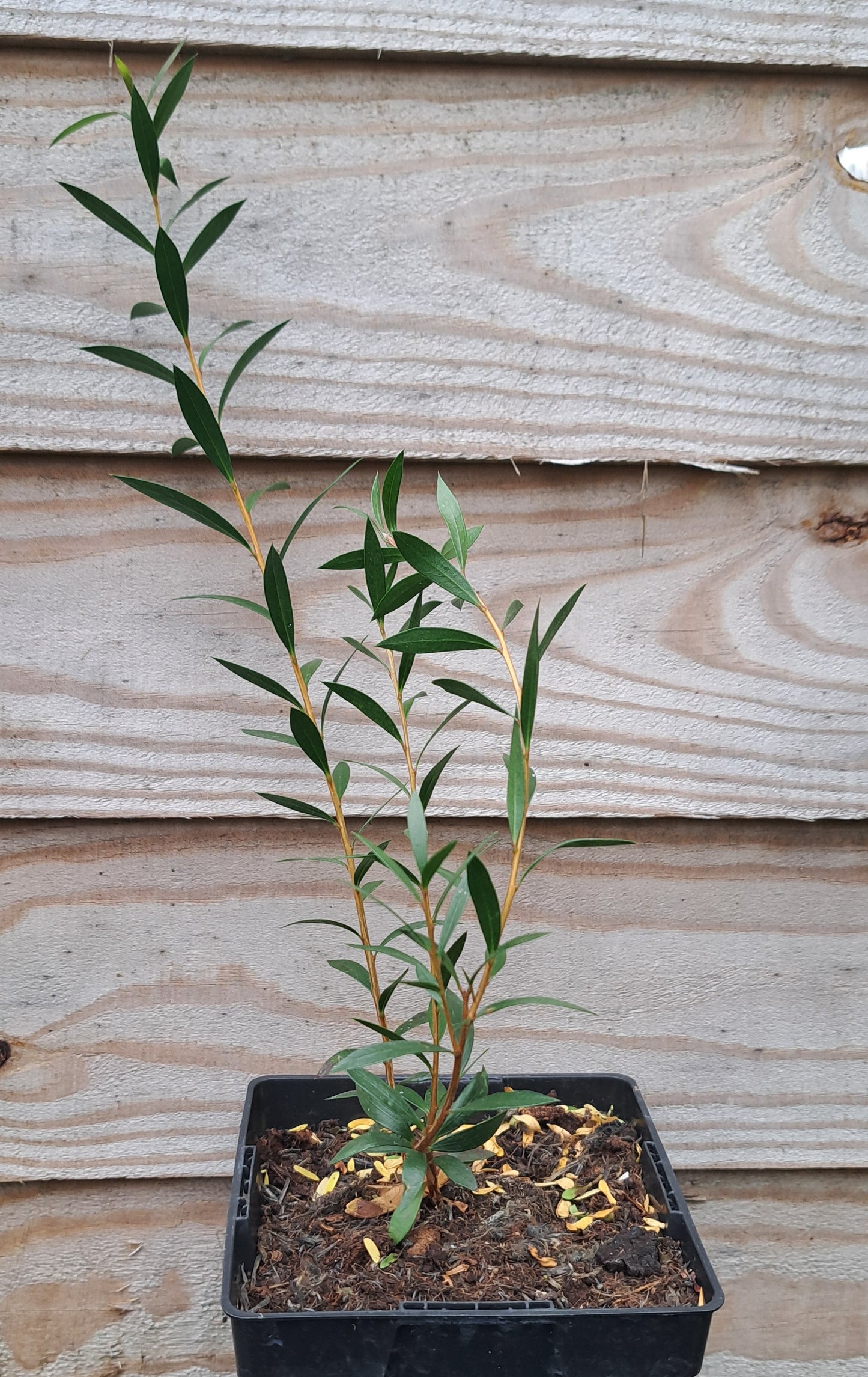 A Citrinus Bottlebrush sapling