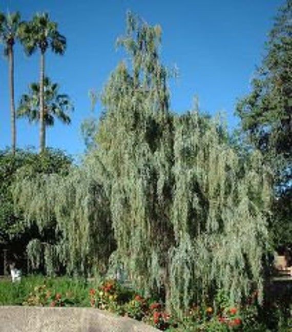 Himalayan Cypress
