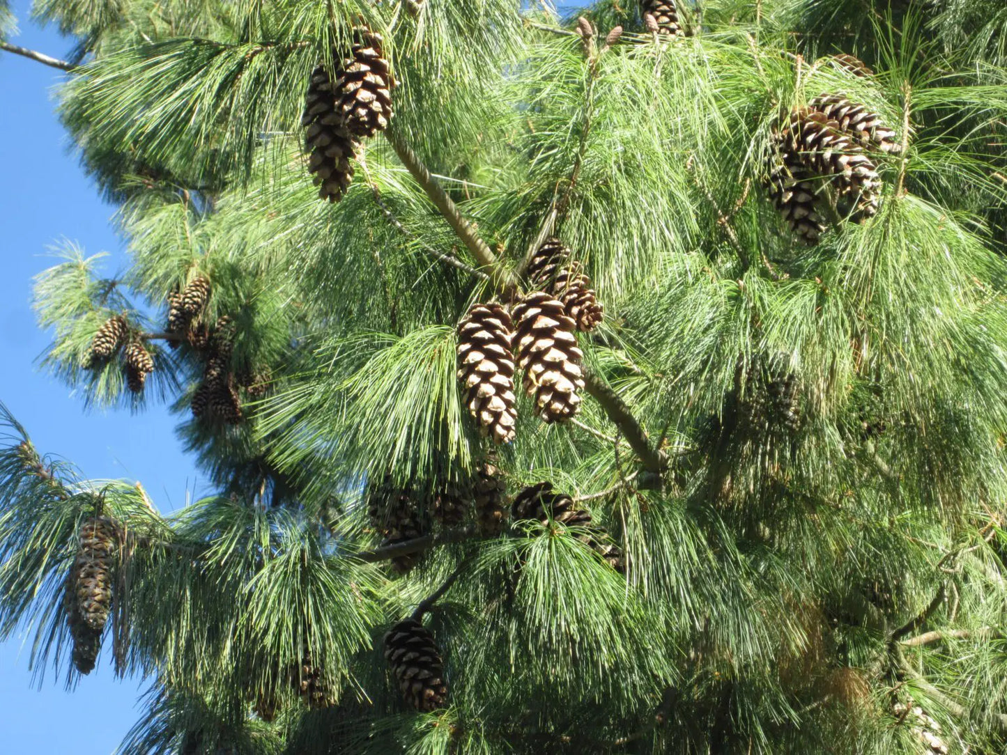 Bhutan Cypress Tree Seedling - Hardy Evergreen Conifer | Akplants