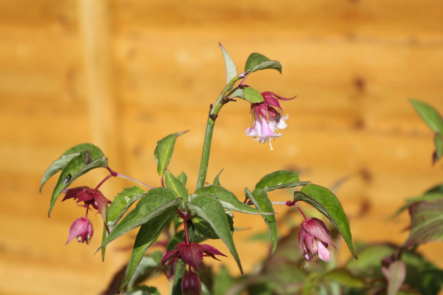 Himalayan Honeysuckle (Leycesteria formosa)