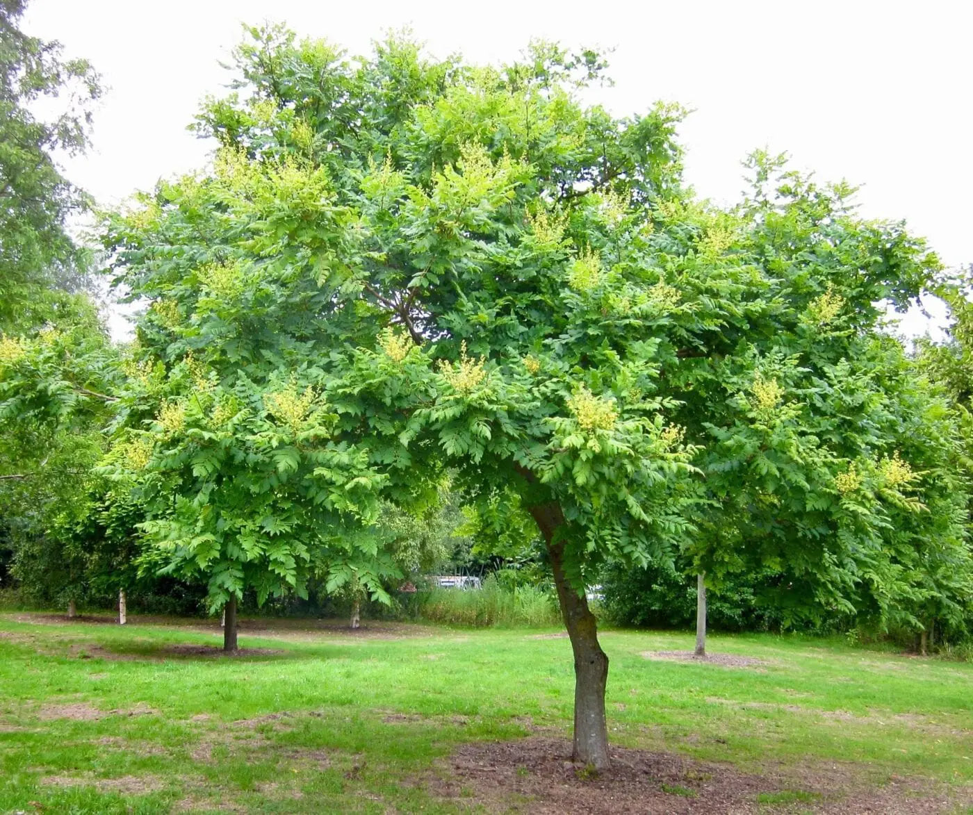 Pride of India Golden Rain Tree - with Yellow Flowers | Hardy Deciduous