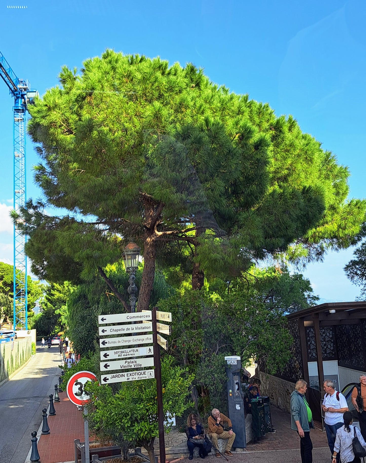 A well establised Pinus Pinea in Monaco