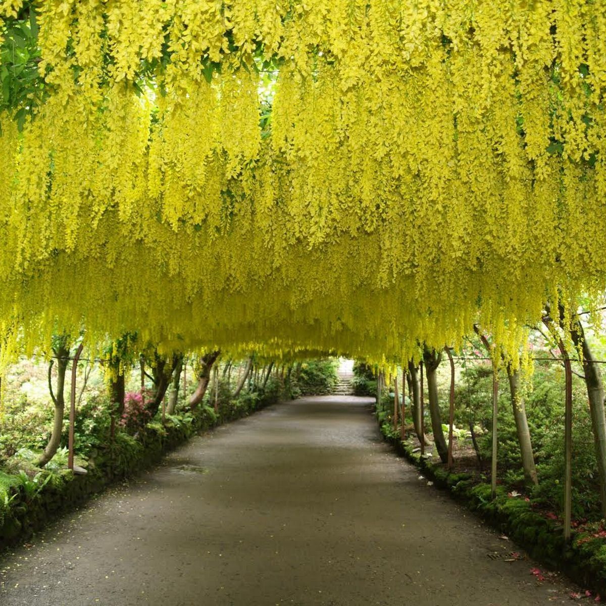 Laburnum