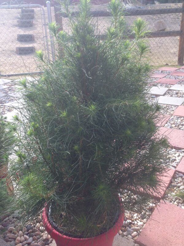 Monterey Pine
