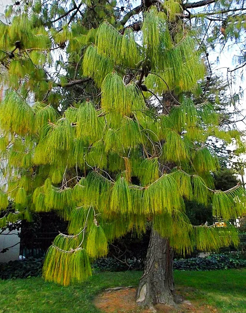Mexican Weeping Pine