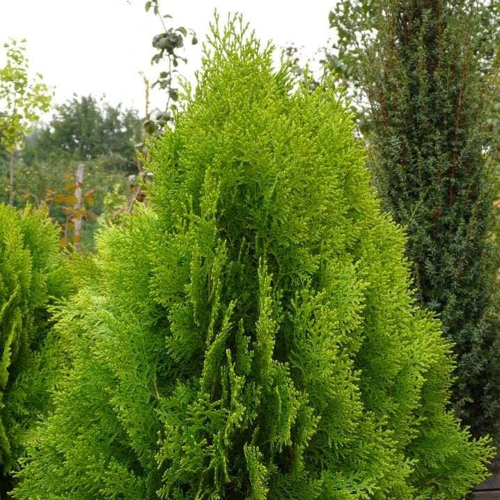 Thuja Oirentalis (Chinese Arborvitae)