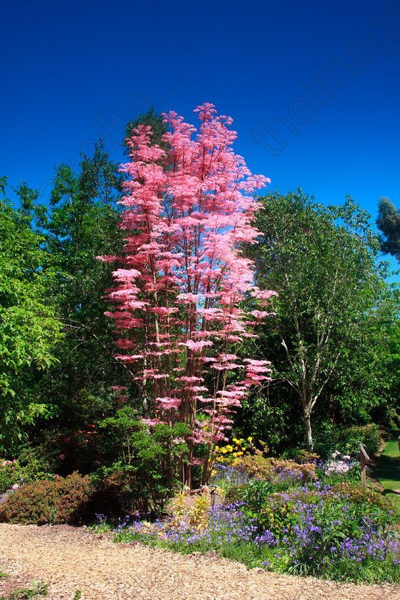 Chinese Mahogany - Toona Sinensis with Edible Spring Shoots