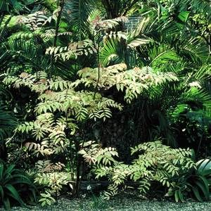 Chinese Mahogany - Toona Sinensis with Edible Spring Shoots