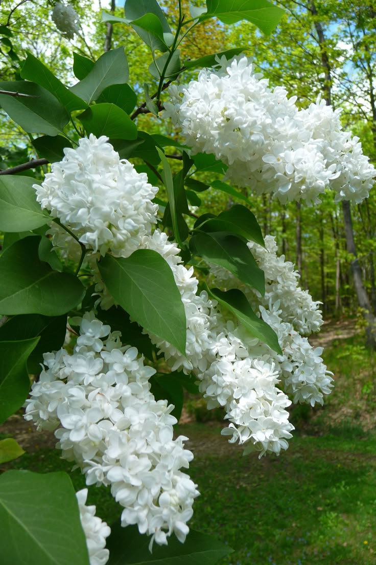 White Lilac (Syringa Vulgaris