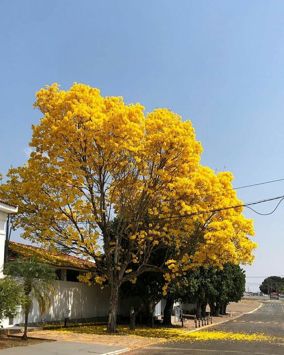 Acacia Arabica (Vachellia nilotica)