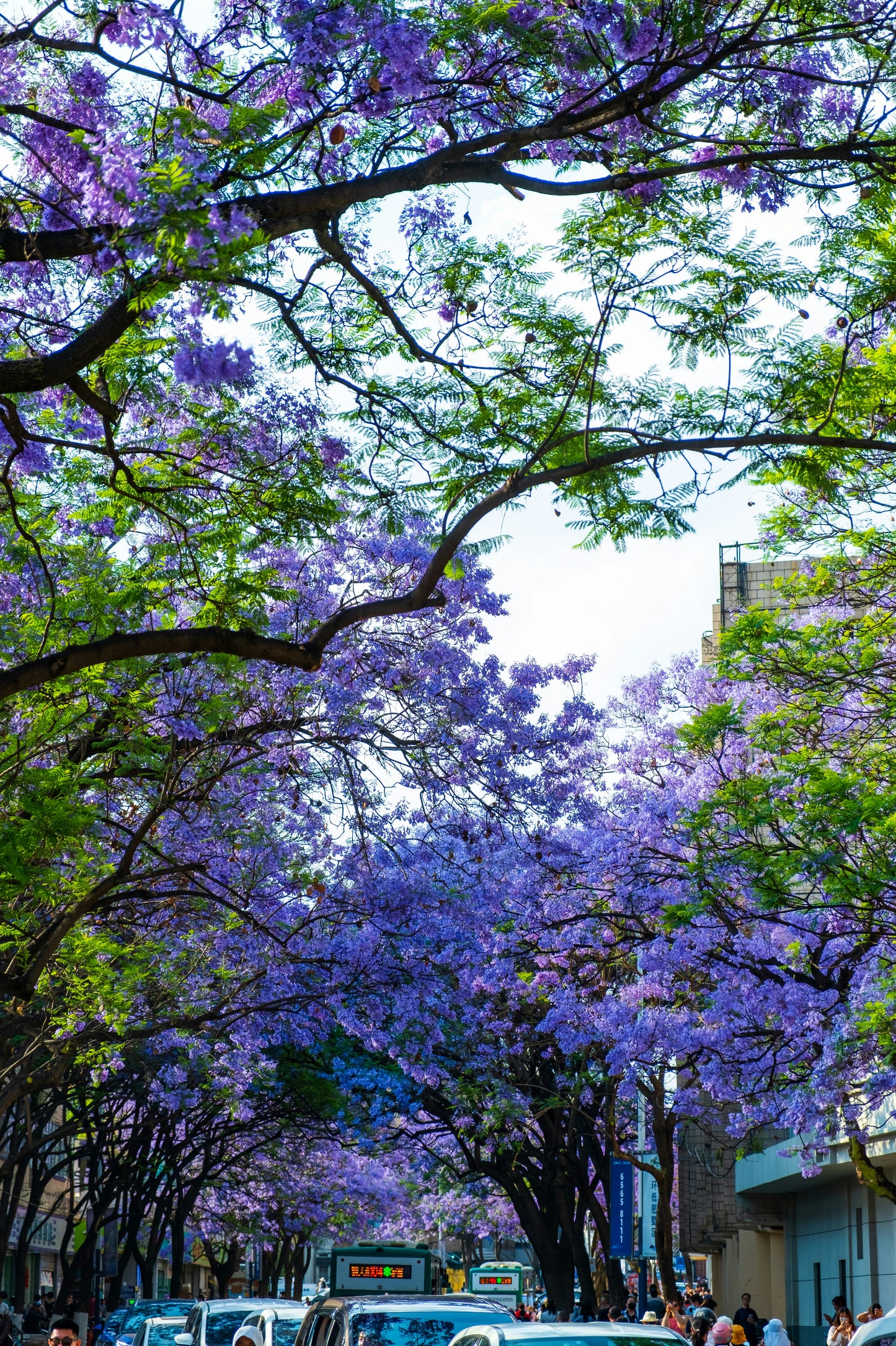Jacaranda Mimosifolia