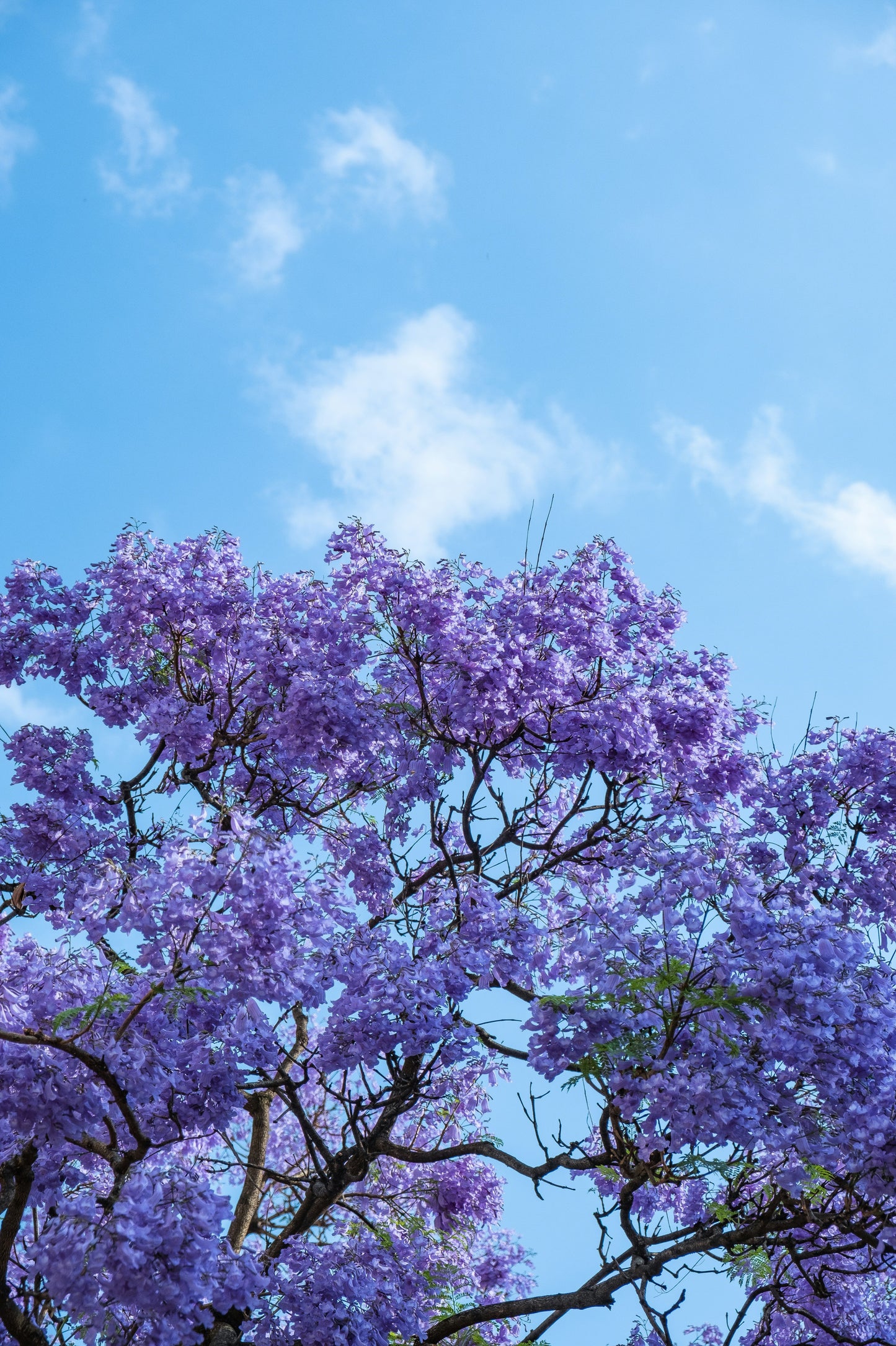 Jacaranda Mimosifolia