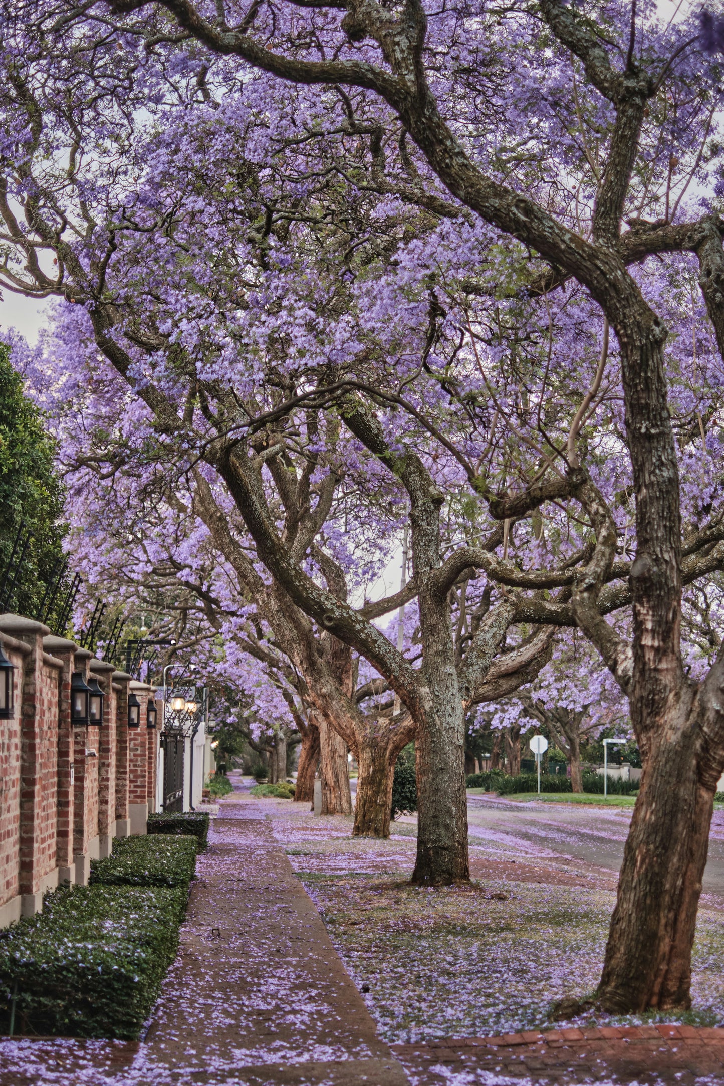 Foxglove Tree