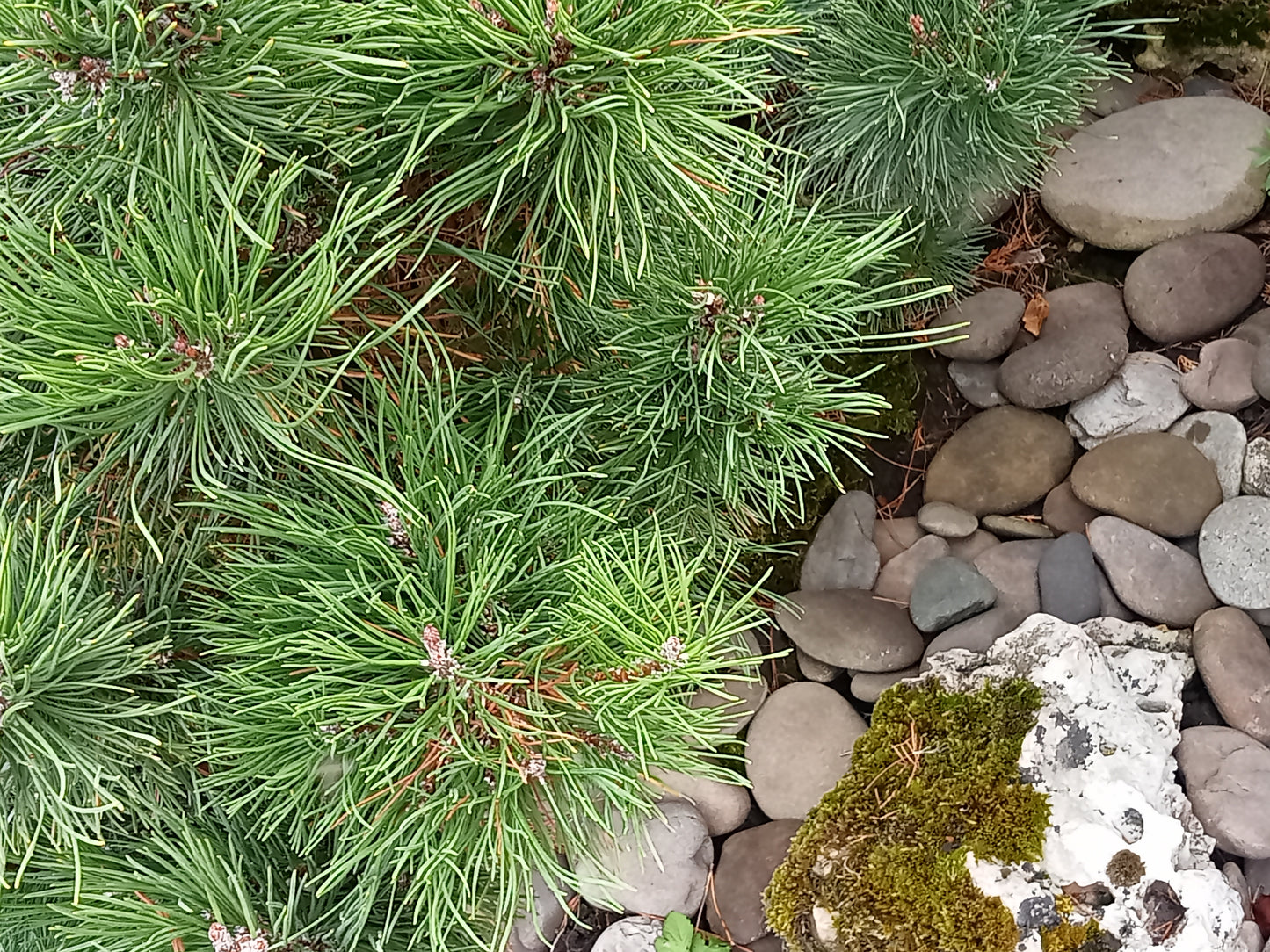 Dwarf Mountain Pine (Pinus pumilio) - Hardy Evergreen