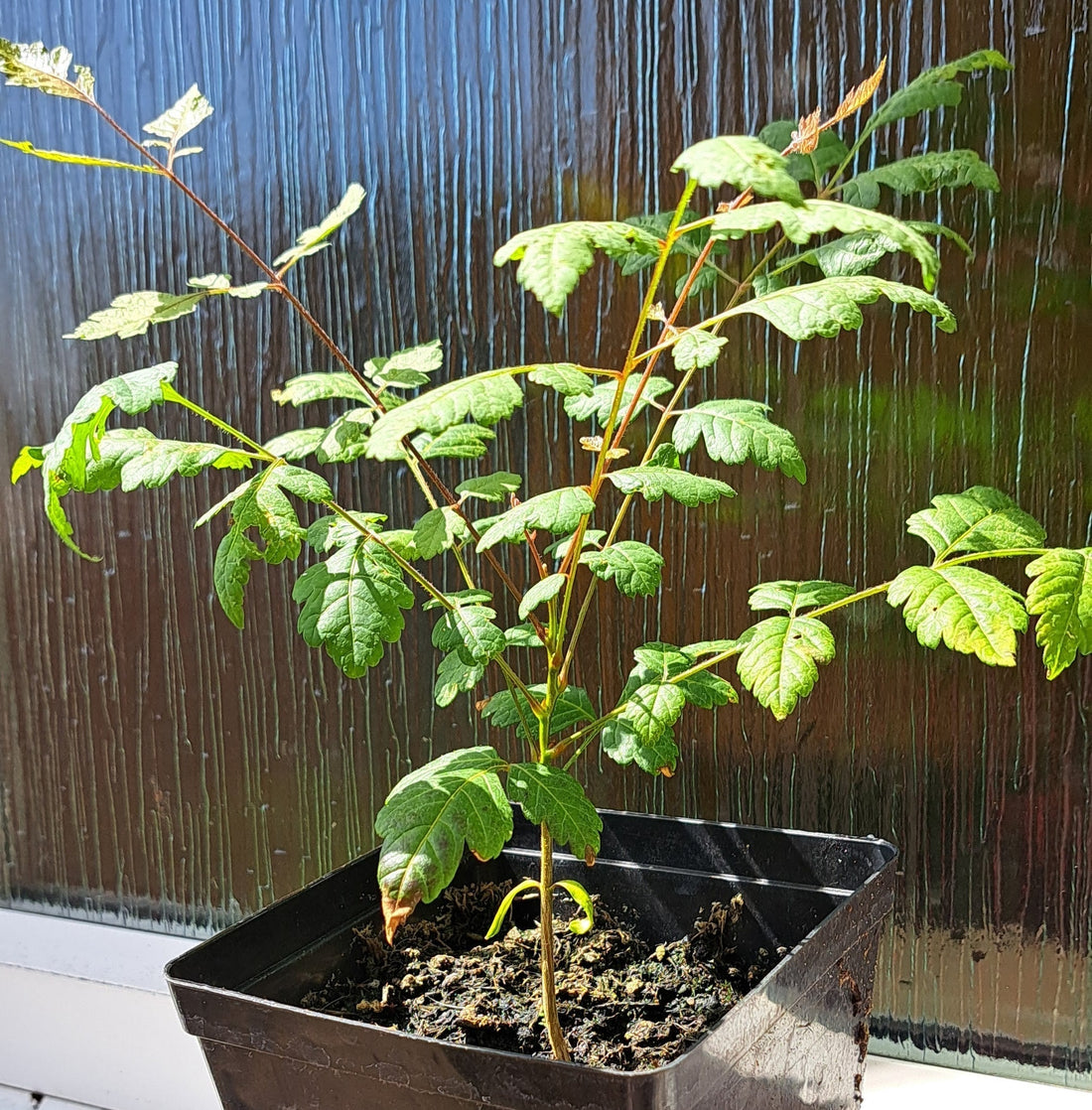 Golden Rain Tree : Complete Growing & Care Guide