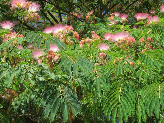 Persian Silk Tree (Albizia julibrissin): Complete Growing & Care Guide
