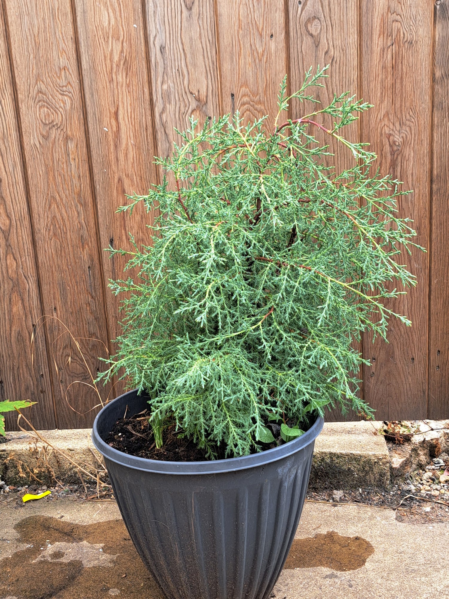Container-Friendly Conifers
