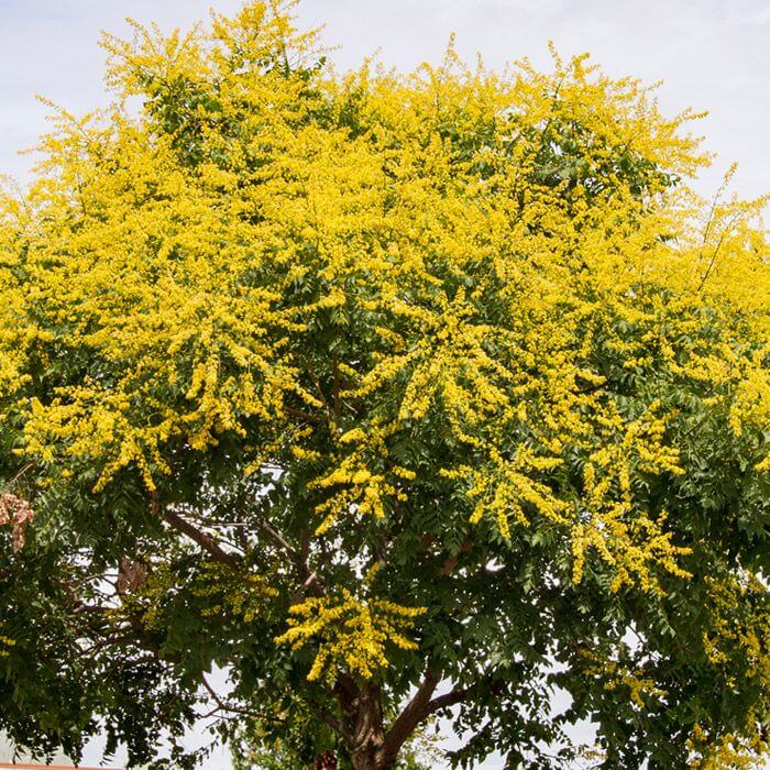Ornamental trees and shrubs