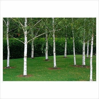 Silver Birch