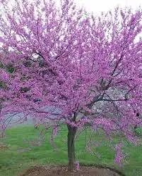 Judas Tree