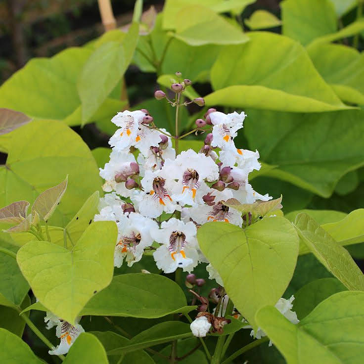 Indian Bean Tree – Catalpa bignonioides