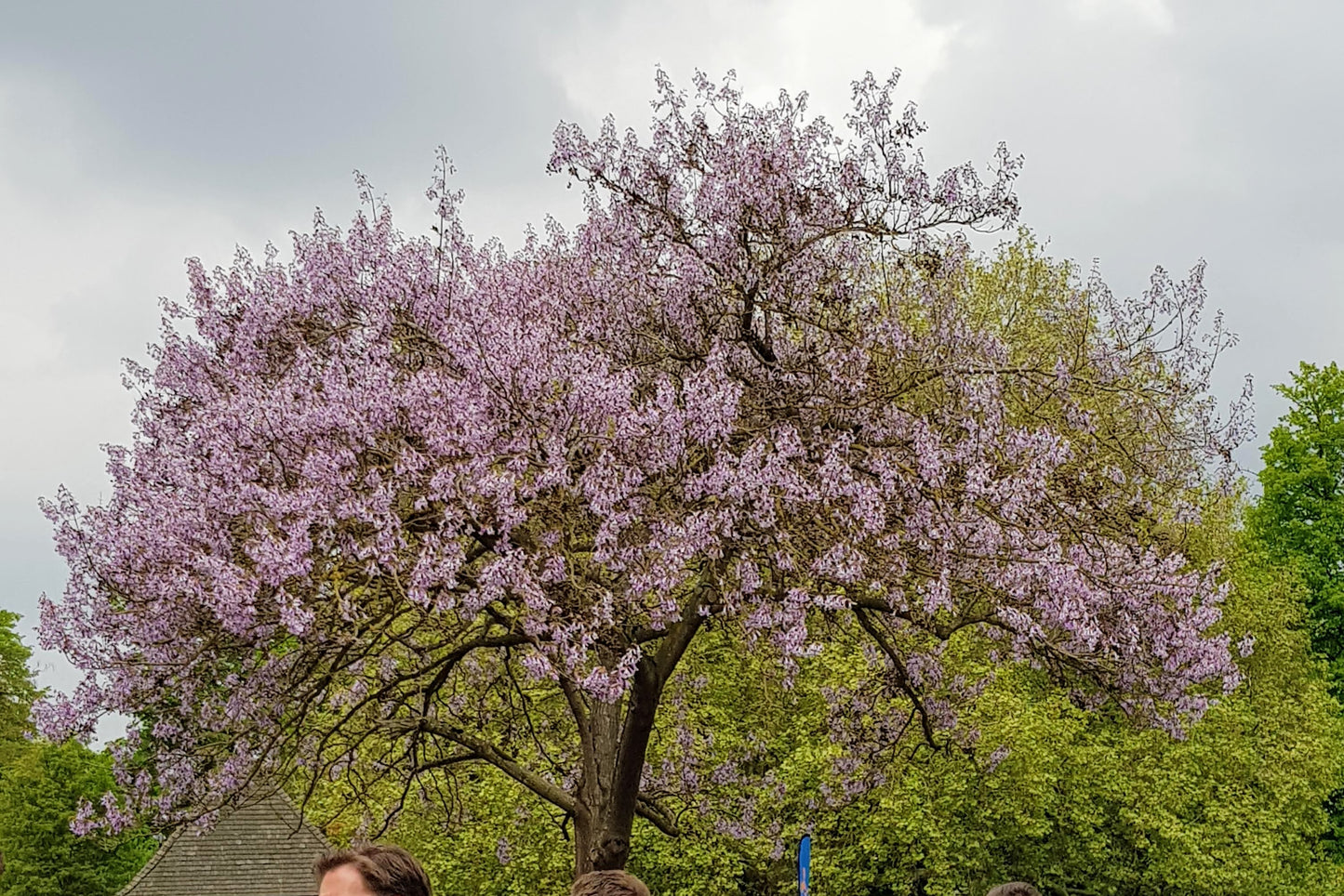 Foxglove Tree