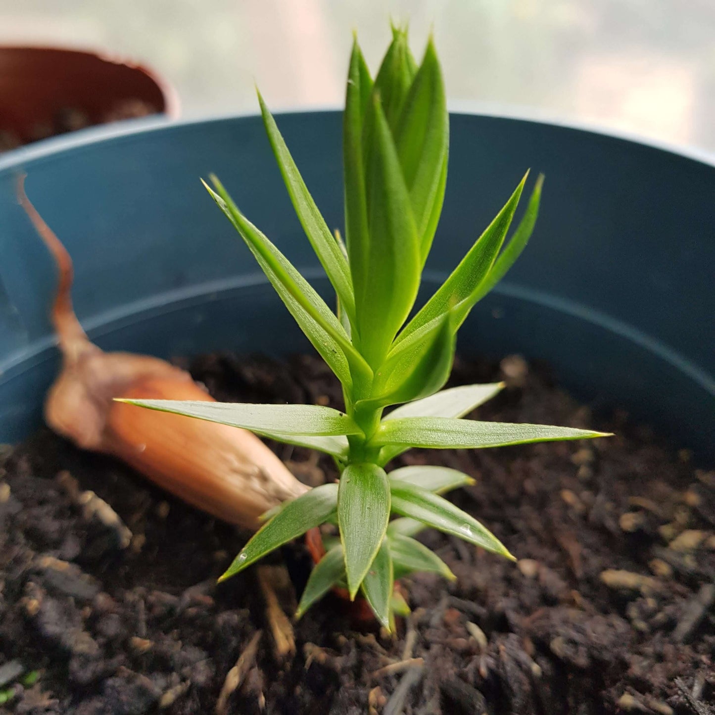 Monkey Puzzle Tree (Araucaria araucana) - Hardy Evergreen Conifer | Akplants