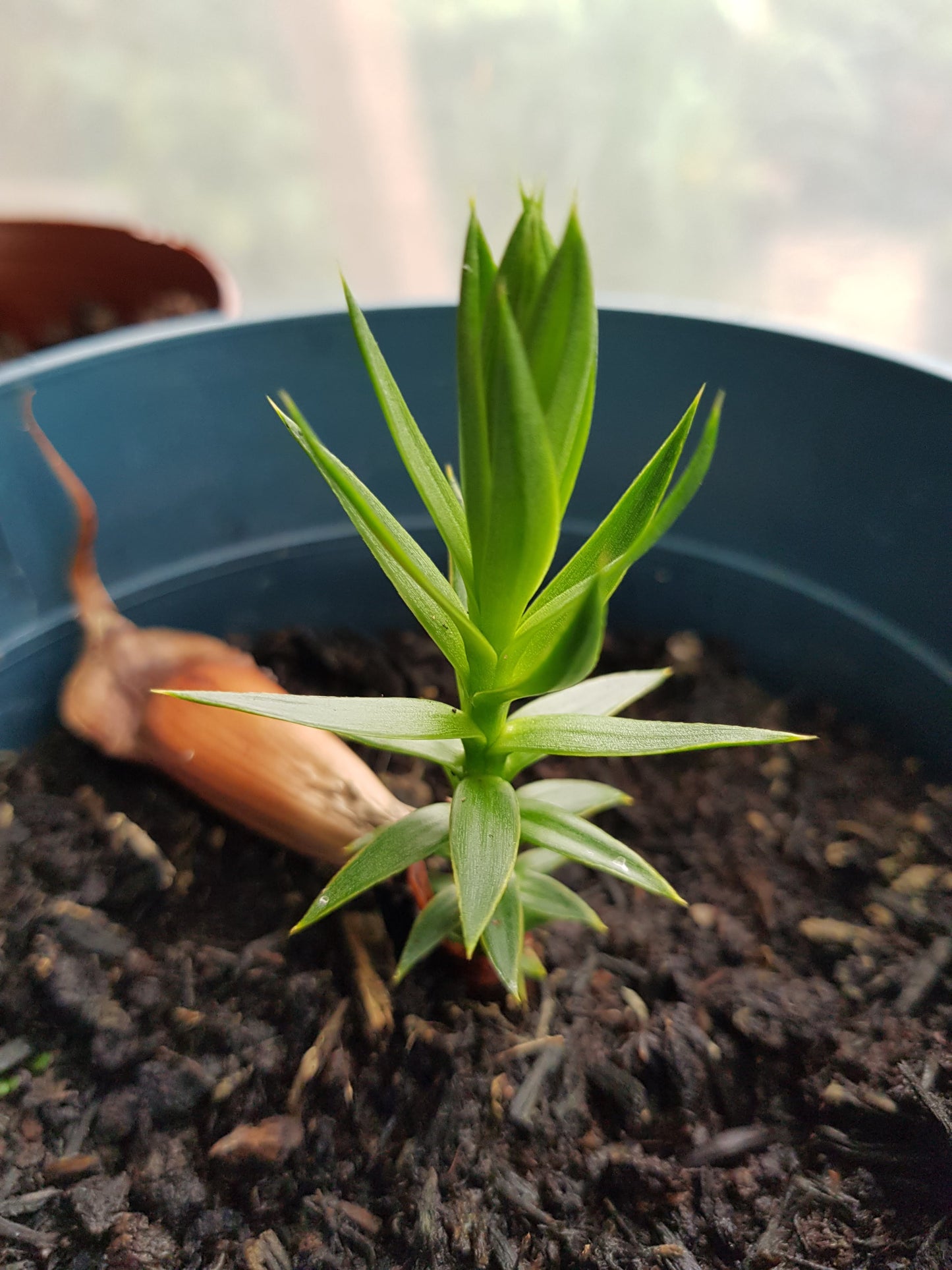 Monkey Puzzle Tree (Araucaria araucana) - Hardy Evergreen Conifer | Akplants