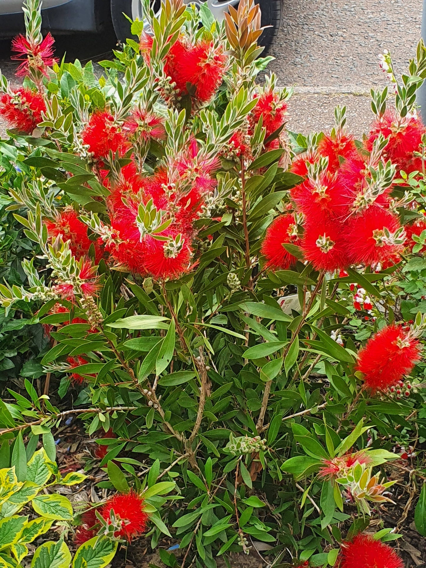 Bottlebrush Citrinus