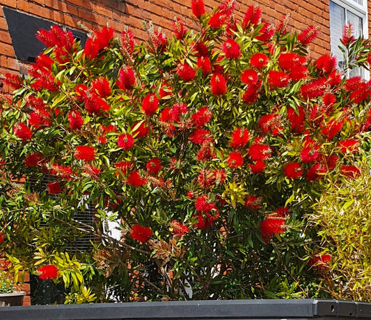 Crimson Bottlebrush