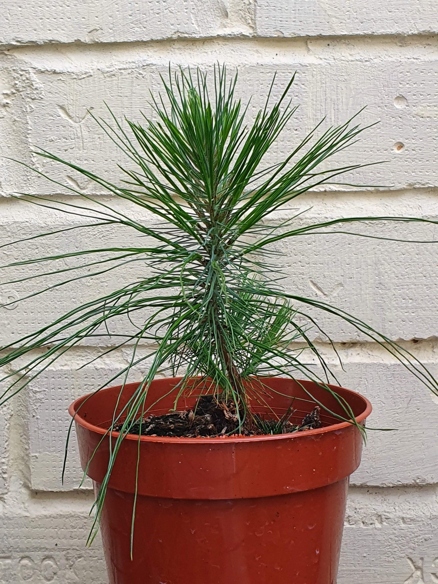 Pine Trio Bundle - 3 Hardy Conifer Seedlings | Save £12.50 | Akplants