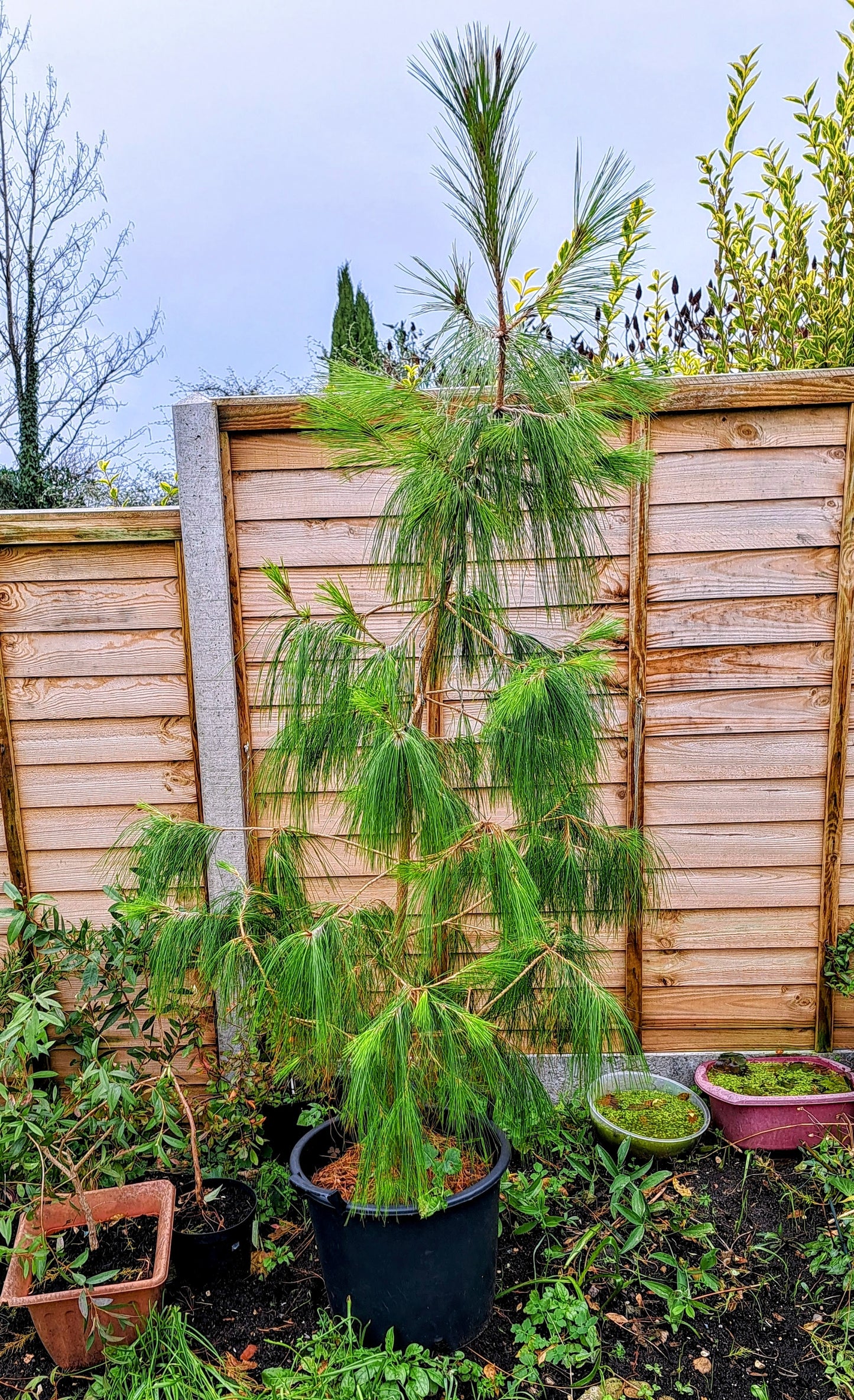 Mexican Weeping Pine (Pinus Patula) - Graceful Evergreen Tree | Akplants