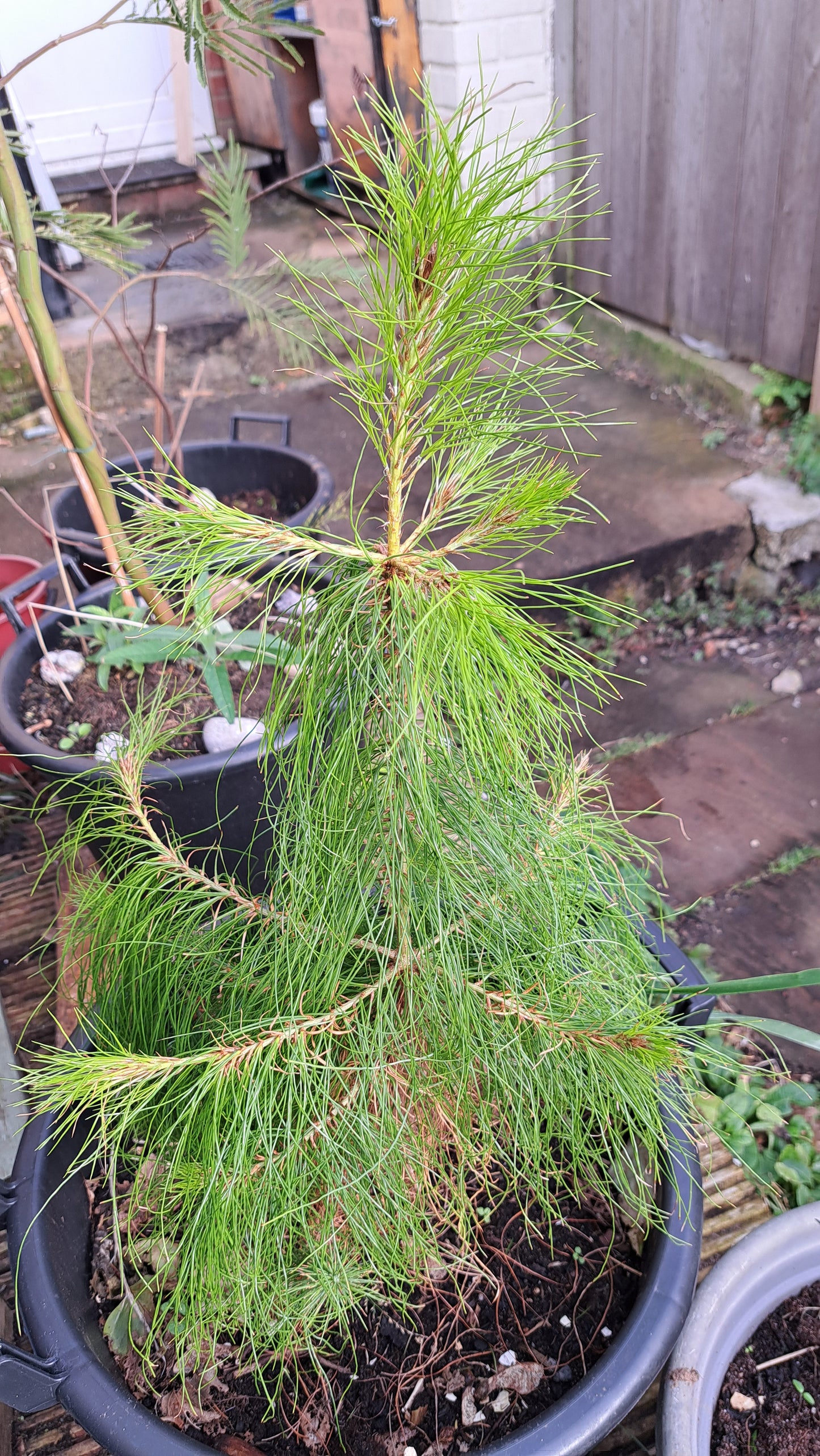 Mexican Weeping Pine (Pinus Patula) - Graceful Evergreen Tree | Akplants