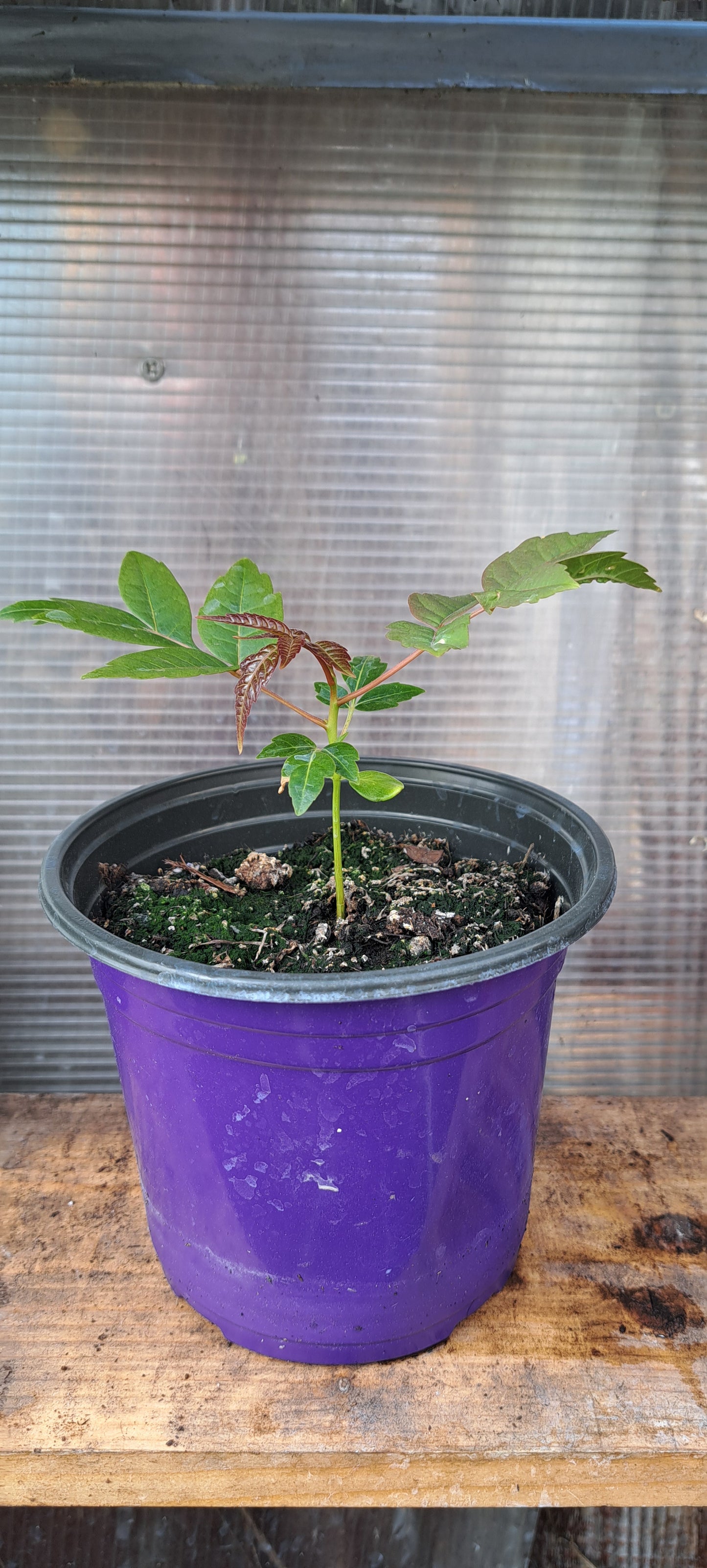 Chinese Mahogany - Toona Sinensis with Edible Spring Shoots