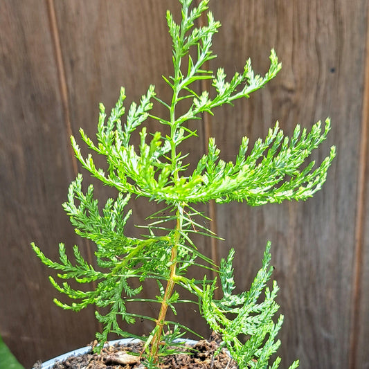 Thuja Oirentalis (Chinese Arborvitae)