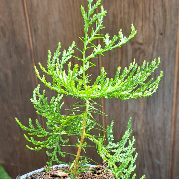 Thuja Orientalis - Chinese Arborvitae Evergreen Tree | Akplants