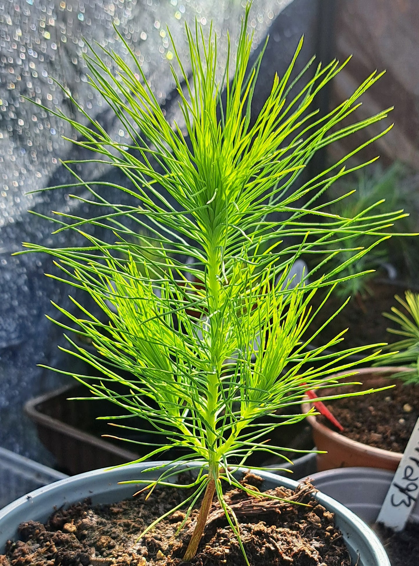 Monterey Pine Tree Seedling - Fast-Growing Evergreen Conifer | Akplants