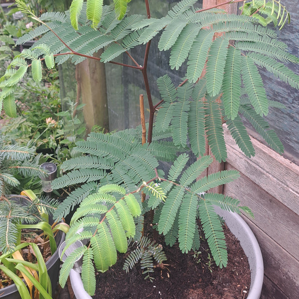 Acacia Bhelyana in a large pot