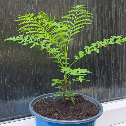 Jacaranda  Mimosifolia